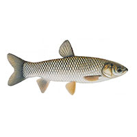 amur fratello trade