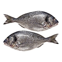 orada fratello trade