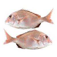 pagar fratello trade