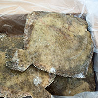romb fratello trade
