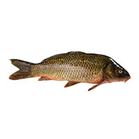 saran fratello trade