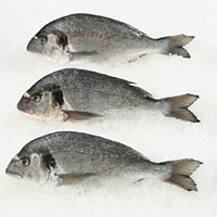 orada zaledjena fratello trade