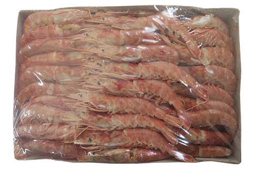 gambori fratello trade