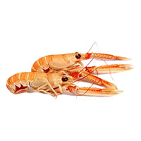 skampi fratello trade