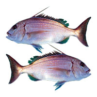 zubatac fratello trade