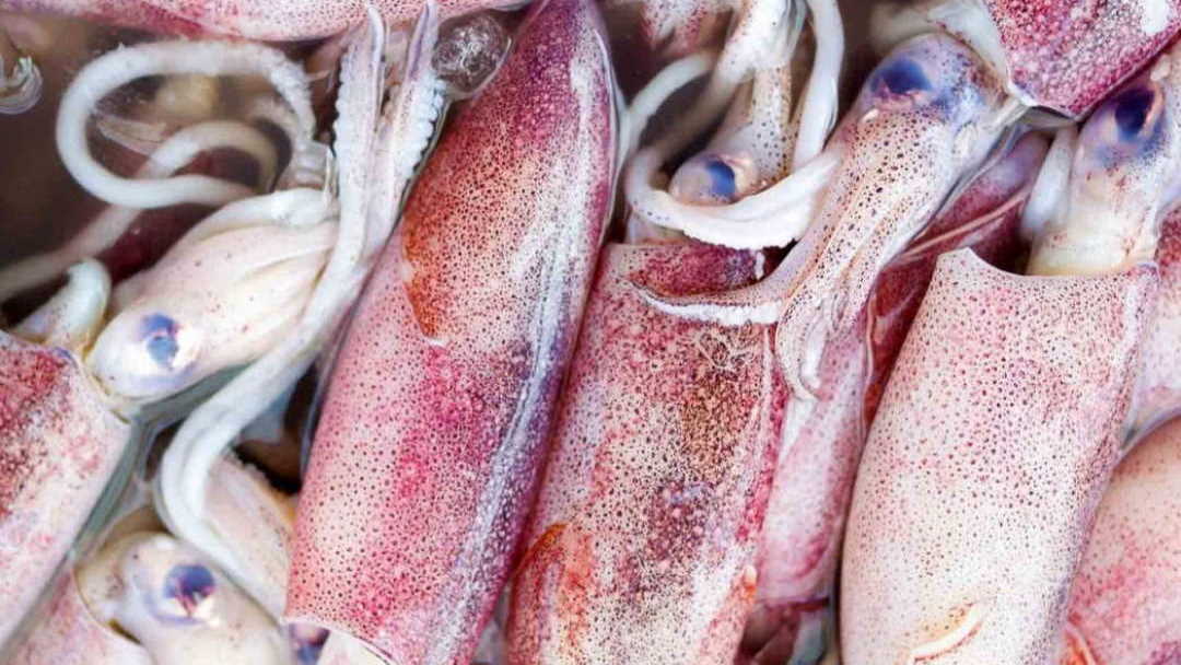 Svježe ulovljene lignje na gomili izložene na prodaju